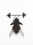 Housefly lifting dumbbell over white background