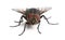 Housefly, Musca domestica