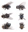 Housefly, Musca domestica