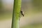 Housefly or Musca domestica on a flower