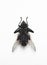 Housefly over white background