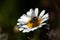 Housefly perched on a daisy