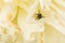 Housefly with Proboscis on Creamy Petals