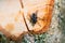 Housefly resting on a cut branch, musca domestica