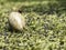 Housefly sit on cracked egg, insect bug. The hungry house fly sucking the nectar