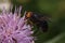 Housefly sitting on a beautiful gypsy rose.