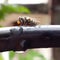 The housefly sitting on a black wire .