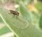 Housefly sitting on a green leaf