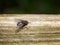 Housefly stretches it leg on a fence.