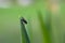 Housefly on the tip of a leaf of grass