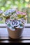 household aromatic and plants succulents in pot on the window. Succulents in a white mini pots home decorative ideas.