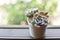 Household aromatic and plants succulents in pot on the window. Succulents in a white mini pots home decorative ideas.