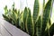 Household concept of takes care of indoor plants sansevieria