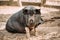 Household A Large Black Pig In Farm. Pig Farming Is Raising And