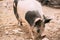 Household A Large White Pig In Farm Livestock Yard. Pig Farming