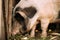 Household A Large White Pig In Farm Livestock Yard. Pig Farming