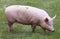 Household pig In fresh green grass in farm