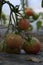 Household small organic tomato plantation