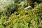 Houseleek growing on rockery in group