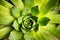 Houseleek plant macro closeup detail