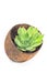 Houseleek plant (sempervivum) in coconut pot