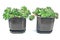 Houseleek plant (sempervivum) in pots