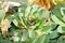 Houseleek plant - Sempervivum tectorum close up with selective focus.