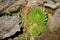 Houseleek in a rockery