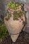 Houseleek, roof leek, grows in an amphora of clay