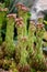 Houseleek (Sempervivum tectorum)