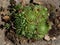 Houseleek succulant plant on ground