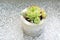 Houseleek succulent in cement pot