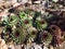 Houseleeks, Latin name Sempervivum, Crassulaceae family, colorful cultivar of popular garden plant