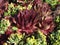 Houseleeks, Latin name Sempervivum, Crassulaceae family, colorful cultivar of popular garden plant