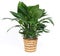 Houseplant