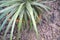 Houseplant Aloe in a flowerpot. Nature background