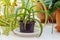 Houseplant Aloe used medicinally in pot among plants