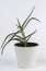 Houseplant aloe vera in a white pot isolated