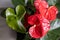 Houseplant Anthurium, top view.