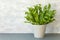 Houseplant Asplenium nidus in flowerpot