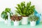 Houseplant Asplenium nidus, peperomia and fittonia in flowerpot