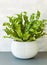 Houseplant Asplenium nidus in white flowerpot