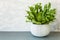 Houseplant Asplenium nidus in white flowerpot