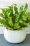 Houseplant Asplenium nidus in white pot