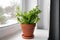 Houseplant The Bird\\\'s Nest Fern or Asplenium on window sill.