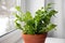 Houseplant The Bird\\\'s Nest Fern or Asplenium on window sill.