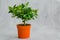 Houseplant blooming citrus tree tangerine or orange with small green fruits in a pot on a gray background. Horizontal orientation