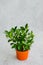 Houseplant blooming citrus tree tangerine or orange with small green fruits in a pot on a gray background. Vertical orientation.