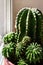 Houseplant cactus Echinocactus in flower pot