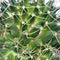 Houseplant cactus white background
